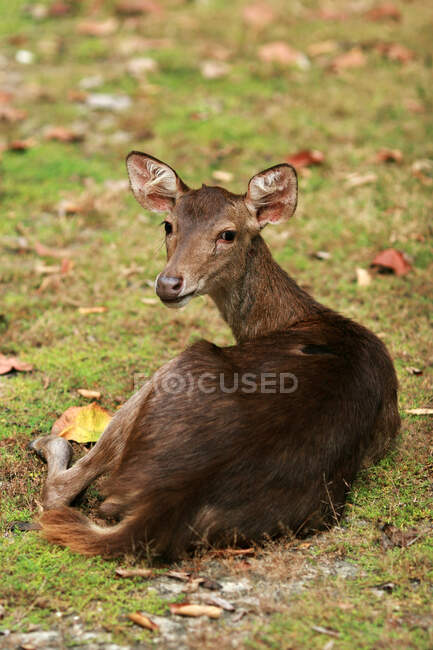 Beautiful deer grazing outdoor, Indonesia — Stock Photo
