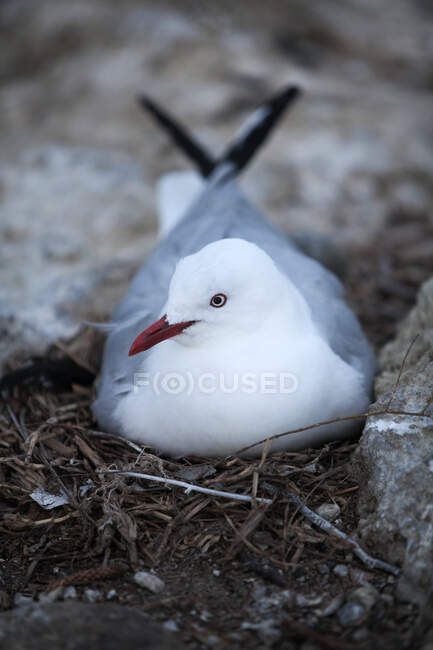 Close-up of a seagull, New Zealand — Fotografia de Stock