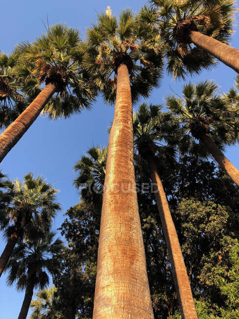 Vista en ángulo bajo de palmeras, Grecia - foto de stock