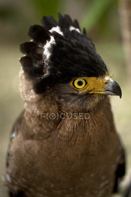 Portrait of an eagle, Tanjung Pandan, Belitung, Indonesia — Stock Photo