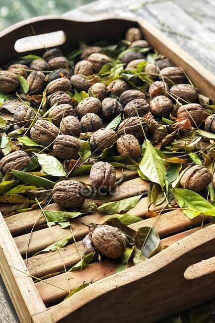 Свежие грецкие орехи на деревянном подносе — стоковое фото