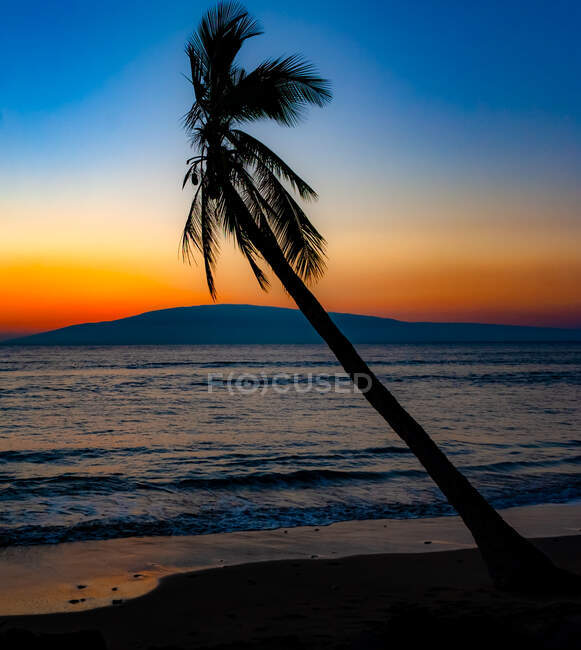 Silhouette einer Palme am Strand bei Sonnenuntergang, Maui, Hawaii, Vereinigte Staaten — Stockfoto