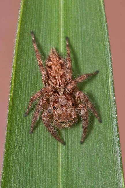Ansicht einer Spinne auf einem Blatt, Indonesien — Stockfoto