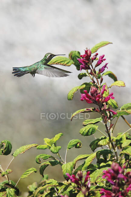 Close-up of a hummingbird hovering by flower, Canada — Stock Photo