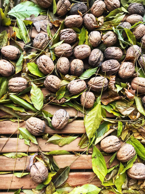 Свежие грецкие орехи на деревянном подносе — стоковое фото