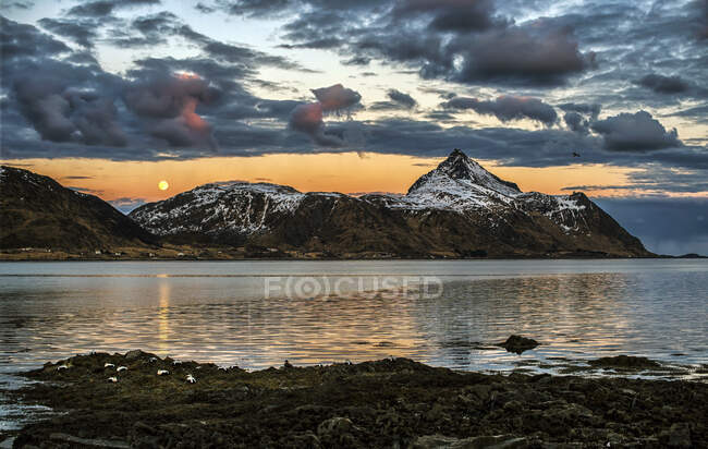 Eiderducks by the ocean in the moonlight, Lofoten, Nordland, Norvegia — Foto stock