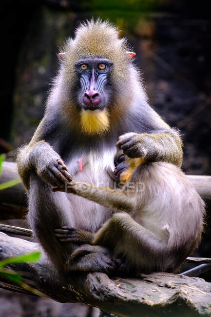 Female mandrill with her infant, Indonesia — Stock Photo
