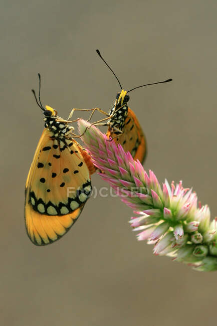 Zwei Schmetterlinge auf einer Blume, Indonesien — Stockfoto