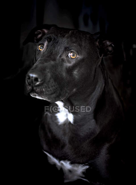 Retrato de un americano Staffordshire Terrier - foto de stock