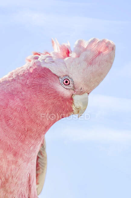 Ritratto di un cacatua dal petto rosa, Australia — Foto stock