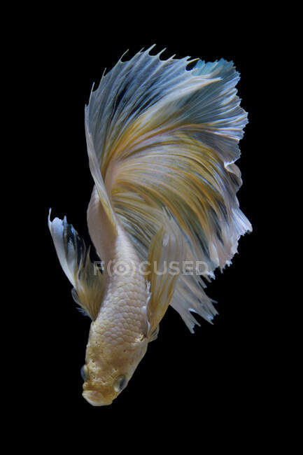 Hermoso pez Betta colorido sobre fondo oscuro, vista cercana - foto de stock