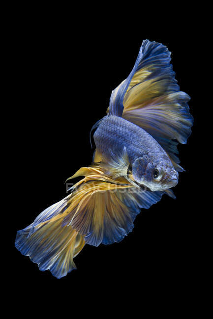 Beau poisson Betta coloré sur fond sombre, vue rapprochée — Photo de stock