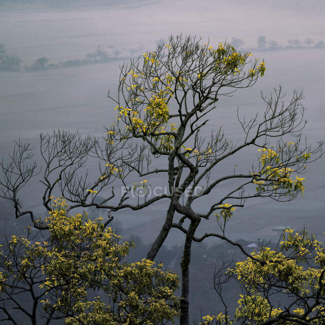Primer plano de un árbol con hojas amarillas, Indonesia - foto de stock