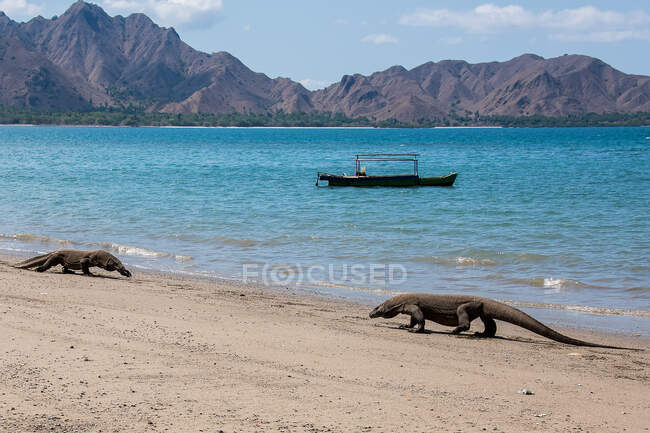 Deux dragons Komodo sur la plage, île de Komodo, Nusa Est Tenggara, Indonésie — Photo de stock
