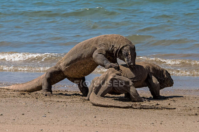 Due draghi Komodo combattono sulla spiaggia, Isola di Komodo, East Nusa Tenggara, Indonesia — Foto stock