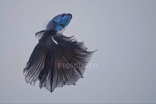 Красивая голубая рыба Бетта на светлом фоне, близкий вид — стоковое фото