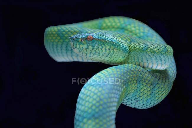 Pit víbora serpente, Bornéu, Kalimantan Barat, Pontianak, Indonésia — Fotografia de Stock