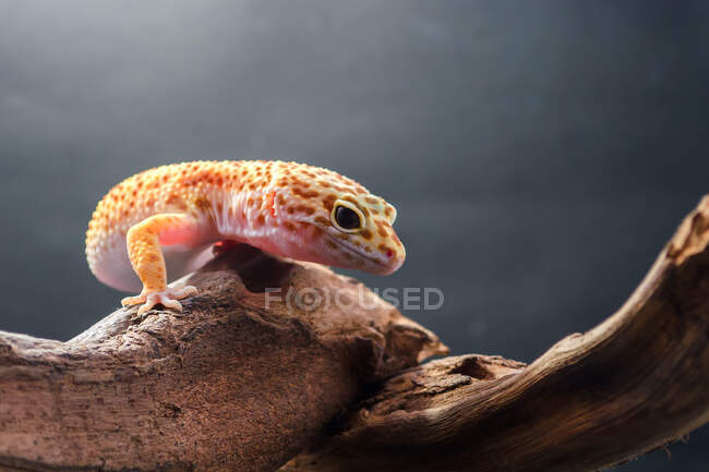 Gecko léopard sur un morceau de bois, Indonésie — Photo de stock