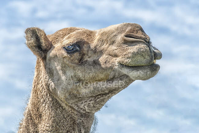 Ritratto del bellissimo cammello africano — Foto stock
