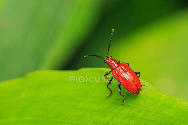 Bug on green leaf outdoor, summer concept, close view — Stock Photo