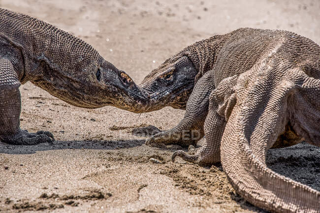 Um tiro de perto de um crocodilo no zoológico — Fotografia de Stock