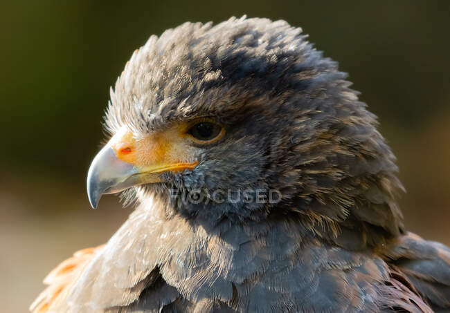 Falco su sfondo naturale scuro, vista da vicino — Foto stock