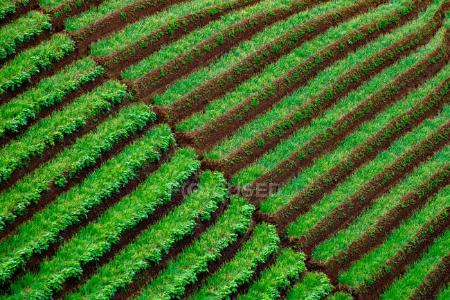 Elevata lussureggiante scenario verde di campi agricoli — Foto stock