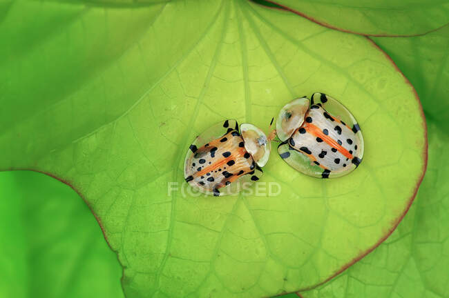 Bugs on green leaf outdoor, summer concept, close view — Stock Photo