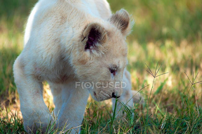 A male lion with a baby cub in the green grass — Stock Photo