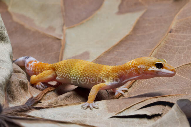 Orange lizard crawling on fallen leaf — Stock Photo