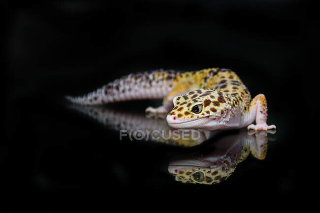 Spotted lizard crawling on black background — Stock Photo
