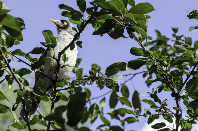 Carino uccellino seduto su ramo d'albero su sfondo naturale sfocato — Foto stock