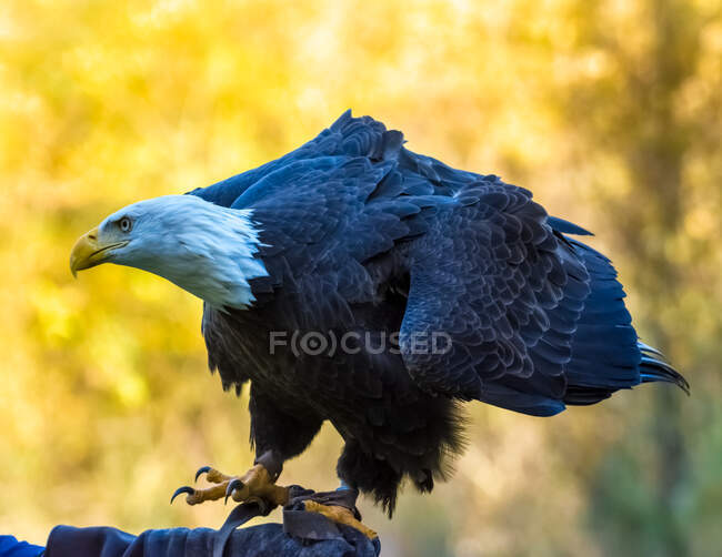 Aquila seduta su ramo d'albero su sfondo naturale sfocato — Foto stock