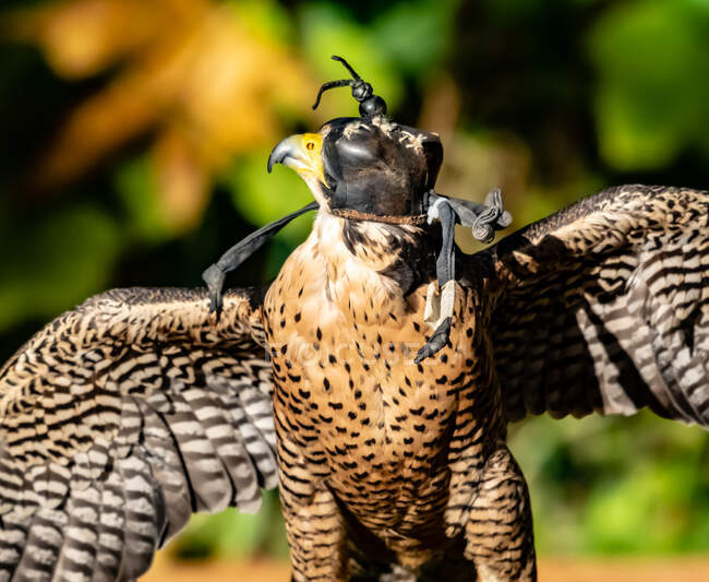 Falco in cappuccio urlante seduto su ramo d'albero su sfondo naturale sfocato — Foto stock
