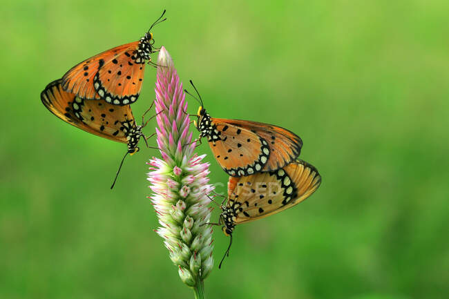 Бабочки опыляют красивые цветы растущие на открытом воздухе, летняя концепция, близкий взгляд — стоковое фото