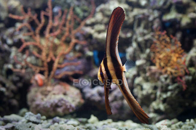 Vue rapprochée de poissons lumineux nageant dans l'eau — Photo de stock