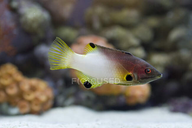 Close view of bright fish swimming in water — Stock Photo