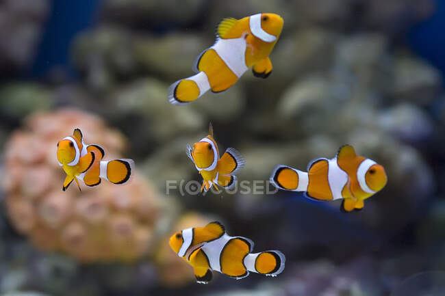 Close view of bright fish swimming in water — Stock Photo