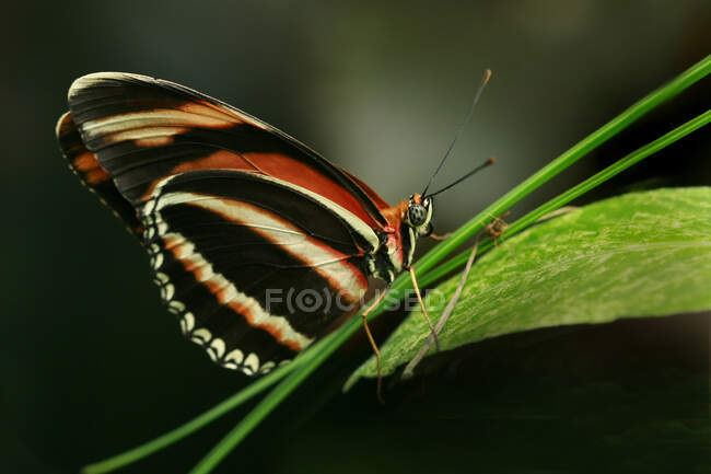 Бабочка на зеленом растении на открытом воздухе, летняя концепция, близкий вид — стоковое фото