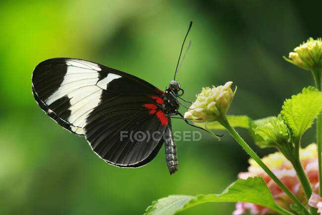 Butterfly pollinating beautiful flowers growing outdoor, summer concept, close view — Stock Photo
