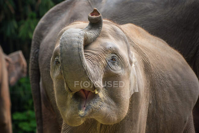 Nahaufnahme eines jungen Elefanten mit einem breiten Lächeln — Stockfoto