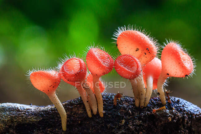 Nahaufnahme eines Pilzes (Cookeina tricholoma), Indonesien — Stockfoto