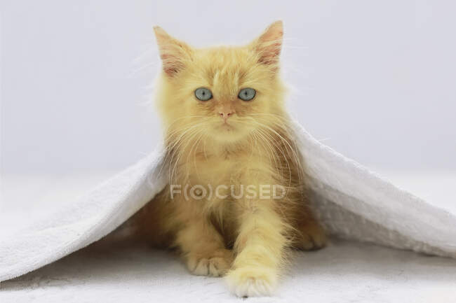 Niedliches rotes Kätzchen mit blauen Augen bedeckt mit weißer Decke — Stockfoto
