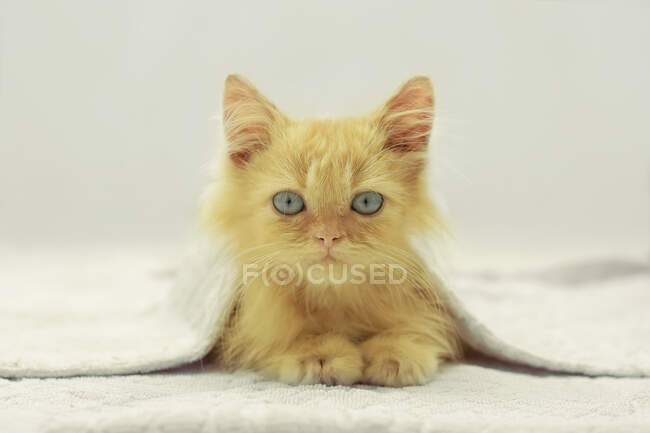 Cute red kitten with blue eyes covered with white blanket — Stock Photo