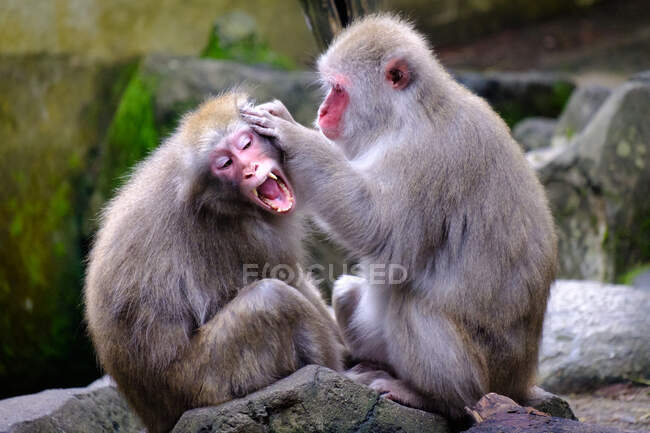 Un primo piano di un simpatico macaco seduto su una pietra — Foto stock
