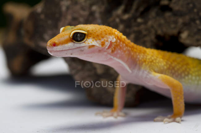 Orange lizard by driftwood, close up shot — Stock Photo