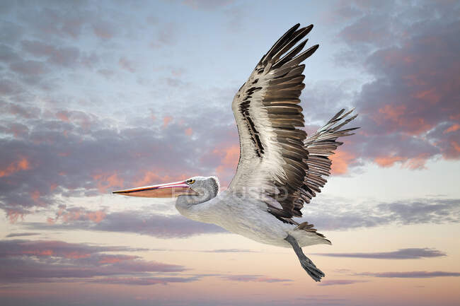 Симпатичный пеликан летит на размытом фоне неба — стоковое фото