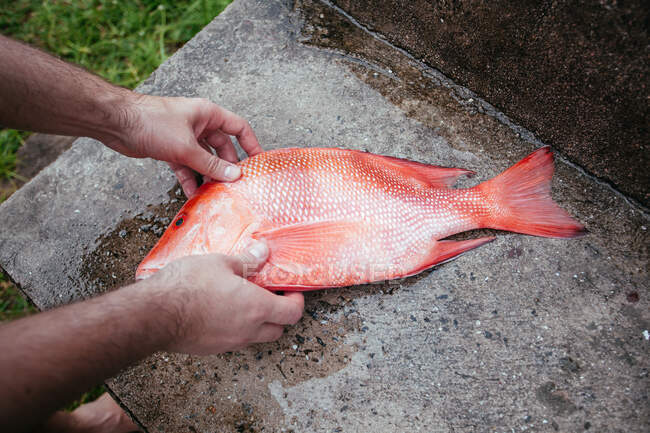 Mão segurando um peixe — Fotografia de Stock