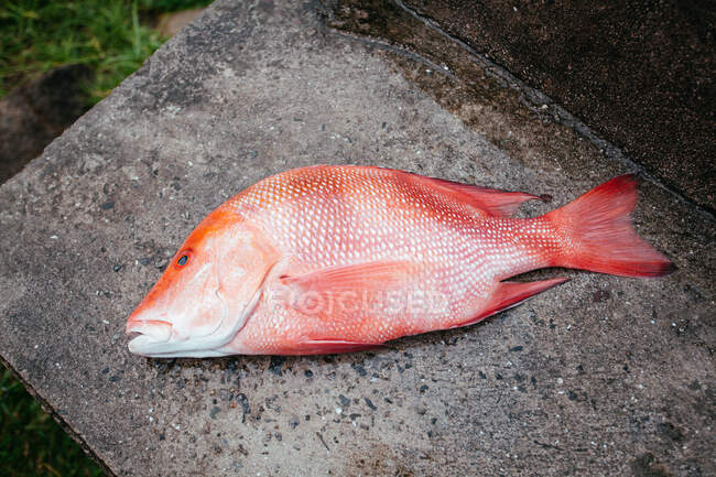 Fish in the water — Stock Photo