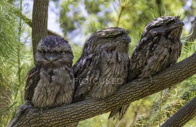 Carino uccellini seduti su ramo d'albero su sfondo naturale sfocato — Foto stock